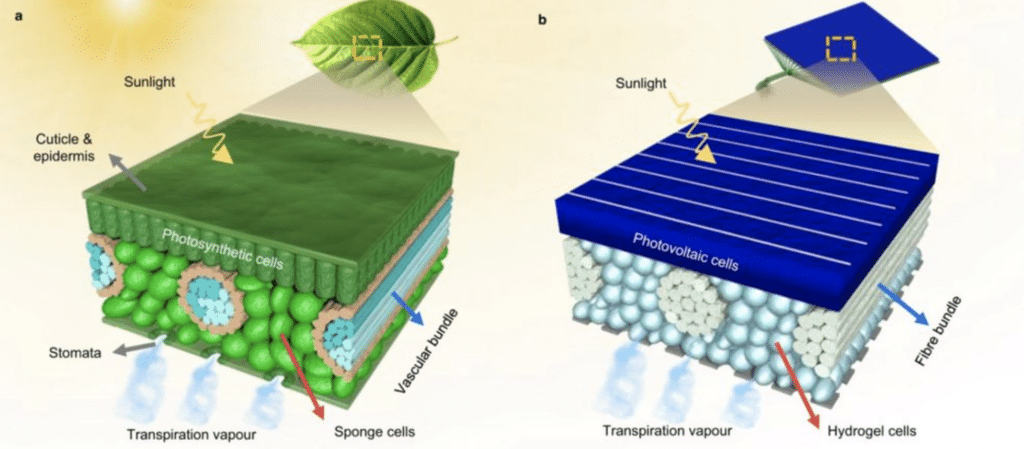 New solar panel inspired by leaves that produces both energy and water